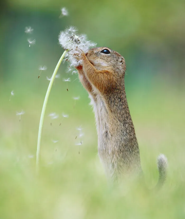 Award-Winning Photographer's Work Shows What Happens In Nature When The Animals Are Alone And At Peace (30 New Pics)