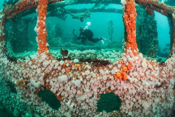 ‘SS Hispania’ By Kirsty Andrews (United Kingdom), 1st Place In 'British Waters Living Together'
