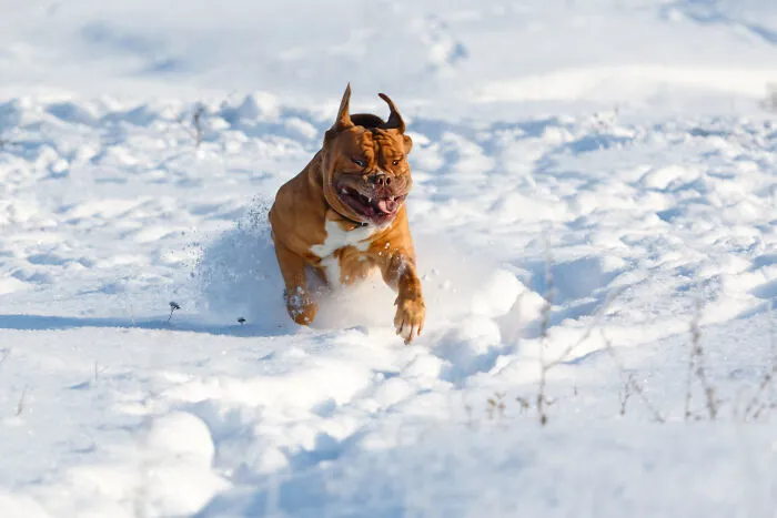 30 Veterinarians Share Things All Pet Owners Should Be Aware Of