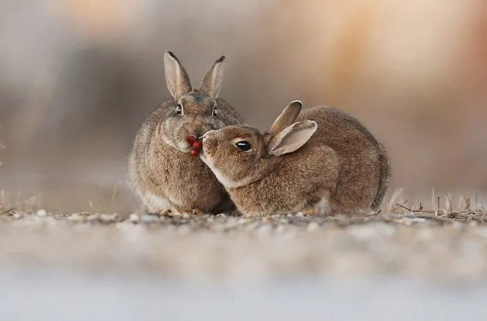 Award-Winning Photographer's Work Shows What Happens In Nature When The Animals Are Alone And At Peace (30 New Pics)