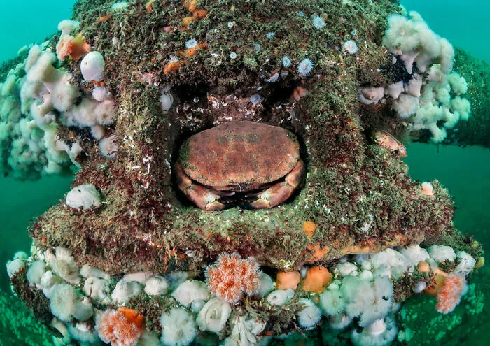 ‘Crab Affairs’ By Atanas Petrov (United Kingdom), 2nd Place In 'British Waters Living Together'