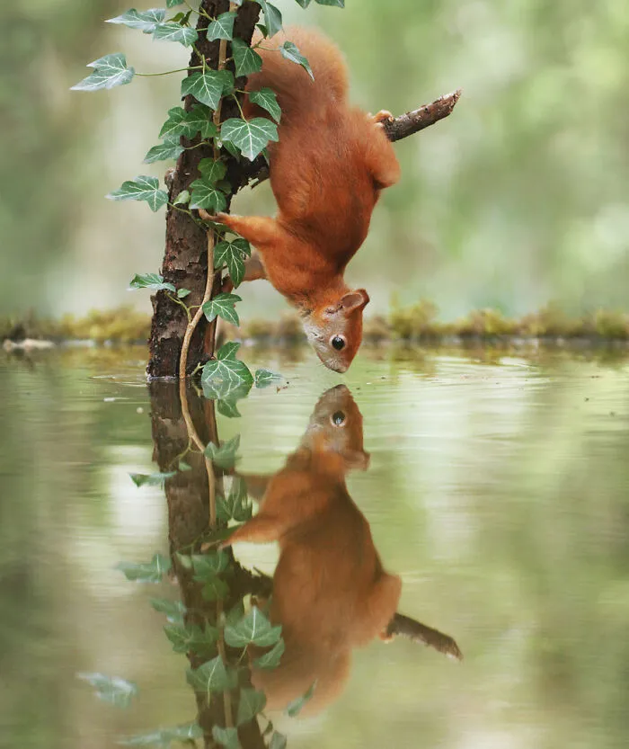 Award-Winning Photographer's Work Shows What Happens In Nature When The Animals Are Alone And At Peace (30 New Pics)