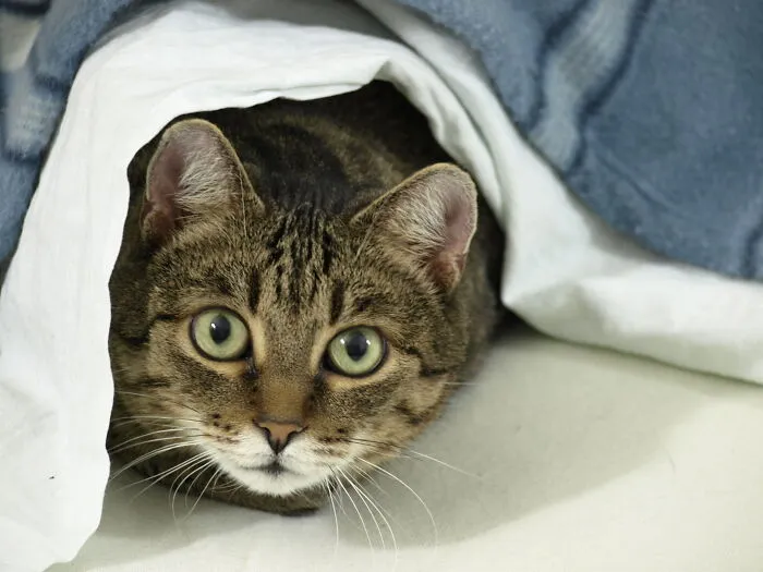 43 People Share How They Accidentally Conditioned Their Pets To Learn Unusual Skills Or Habits