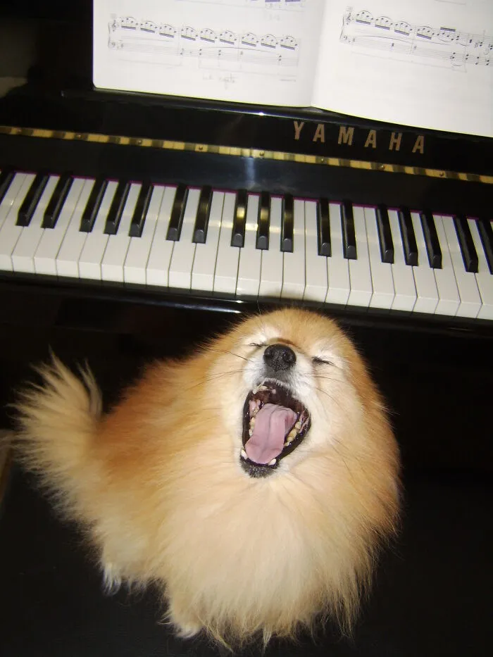 43 People Share How They Accidentally Conditioned Their Pets To Learn Unusual Skills Or Habits