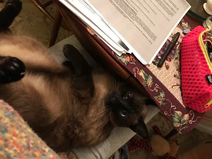 On My Lap, When I Am Trying To Do Hw