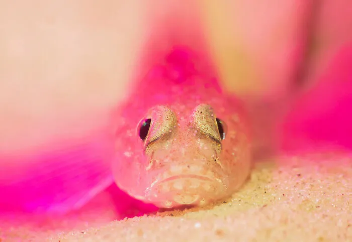 ‘Pinky’ By Sandra Stalker (United Kingdom), 3rd Place In 'British Waters Compacts'