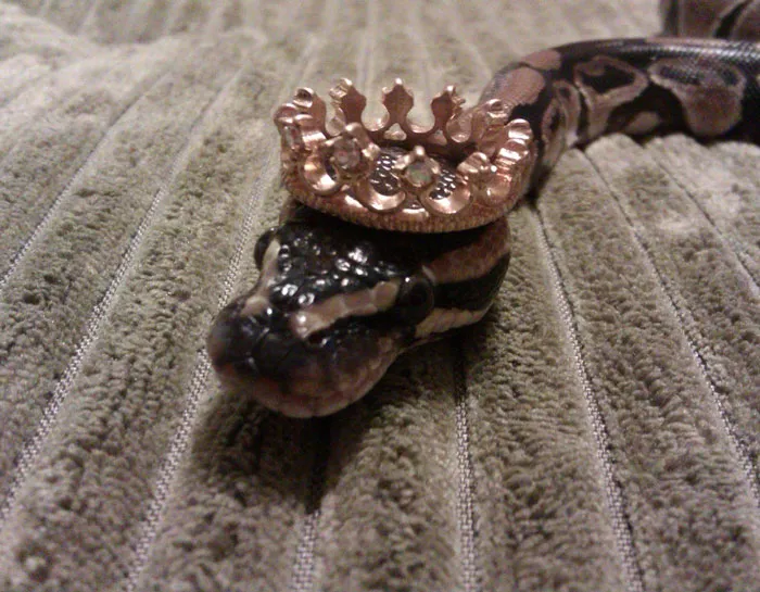  "All Hail King Snek"