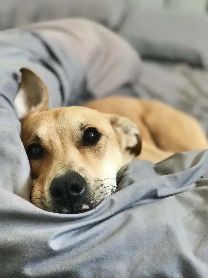 25 Personas comparten cómo condicionaron sin querer a sus mascotas para que aprendieran hábitos o trucos inusuales