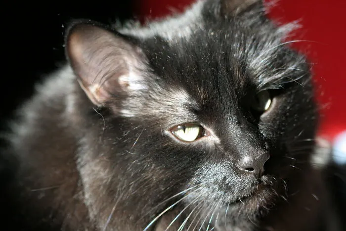43 People Share How They Accidentally Conditioned Their Pets To Learn Unusual Skills Or Habits