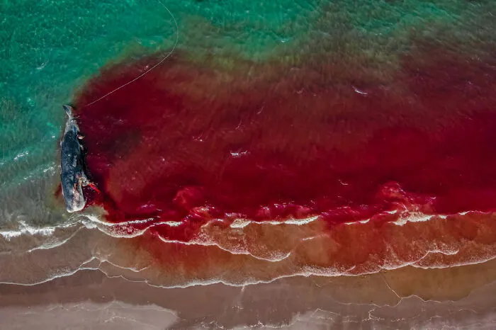 ‘River Of Blood From A Dead Sperm Whale' By Rafael Fernandez Caballero (Spain), 3rd Place In 'Marine Conservation'