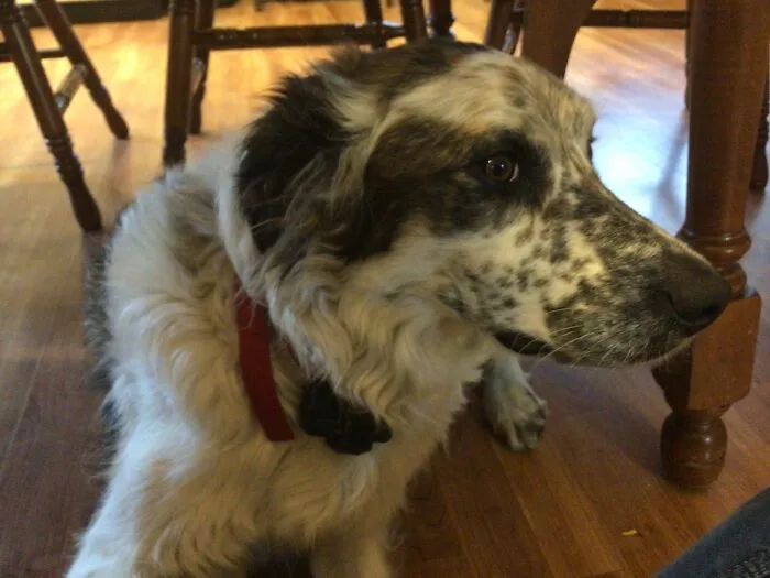 My Doggo Whiskey