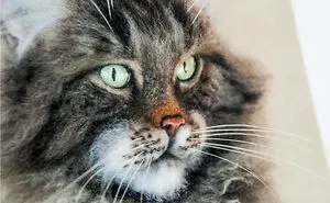 Works I've Made For To Celebrate The World Day Of Cats! (9 Pics)