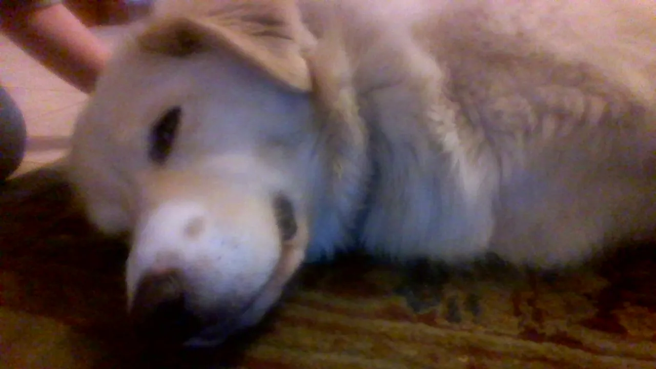 Take A Photo Of Your Pet