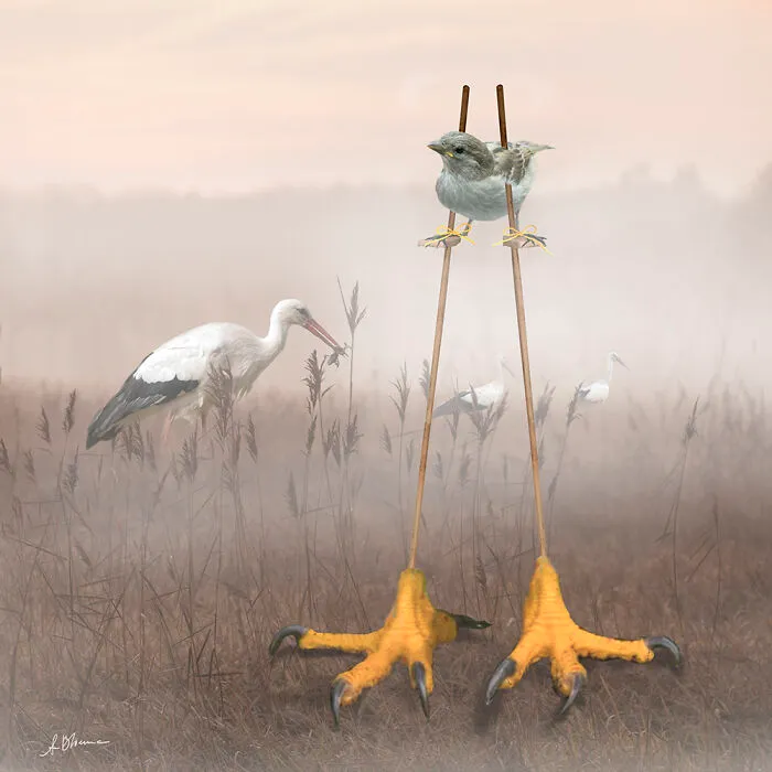 The Biggest Bird