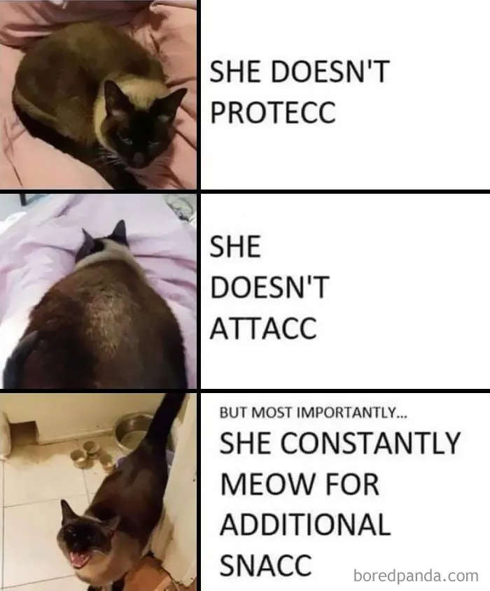 The Life Of A Cat