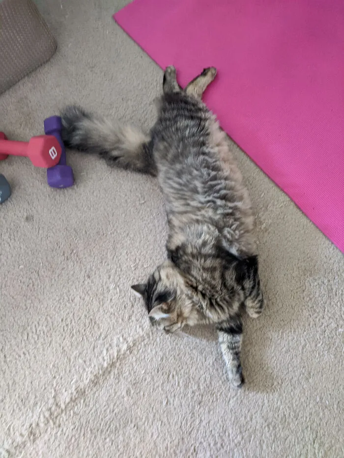 My Thicc Cat