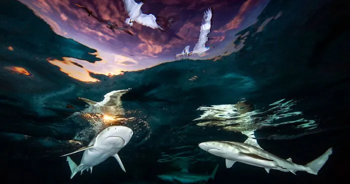 30 Mesmerizing Shots That Won The 2021 Underwater Photographer Of The Year Competition