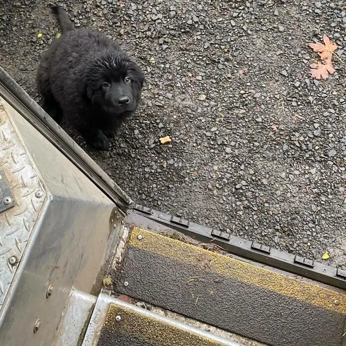 35 Times UPS Drivers Were Lucky To Meet Dogs On Their Routes And Shared The Pics On This Group (New Pics)