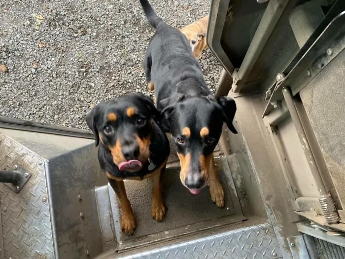 35 Conductores de UPS que se encontraron perros en sus rutas y compartieron las fotos en este grupo (Nuevas imágenes)