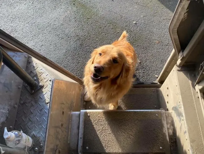 35 Conductores de UPS que se encontraron perros en sus rutas y compartieron las fotos en este grupo (Nuevas imágenes)
