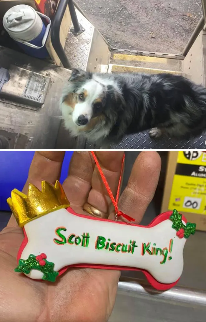 35 Conductores de UPS que se encontraron perros en sus rutas y compartieron las fotos en este grupo (Nuevas imágenes)