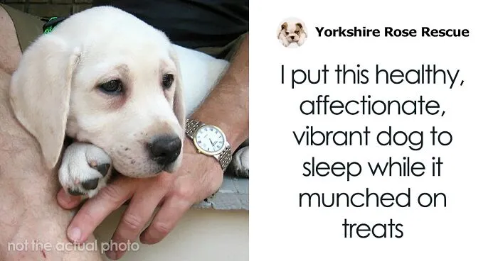 Vet Is Forced To Put A Healthy Pup To Sleep, Pleads With People To Think Twice Before Getting A Dog In Lockdown