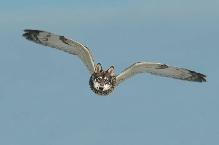 Flying Wolf