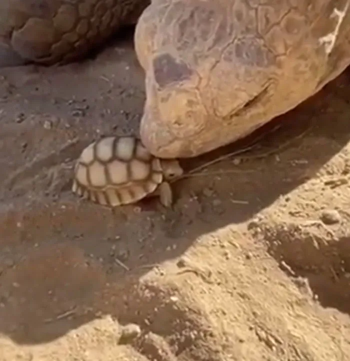 Tortuga bebé y adulta en tierra seca mostrando una escena adorable de animales adorables para alegrarte el día.