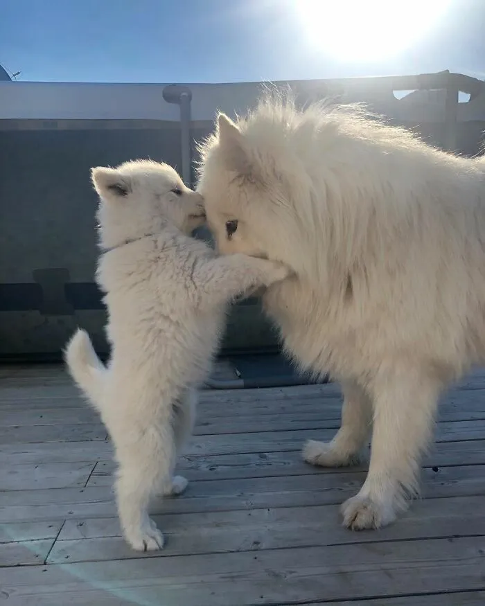 I Woof You, Mom