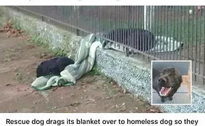 50 Uplifting Dog Posts To Make Your Day Better (New Pics)