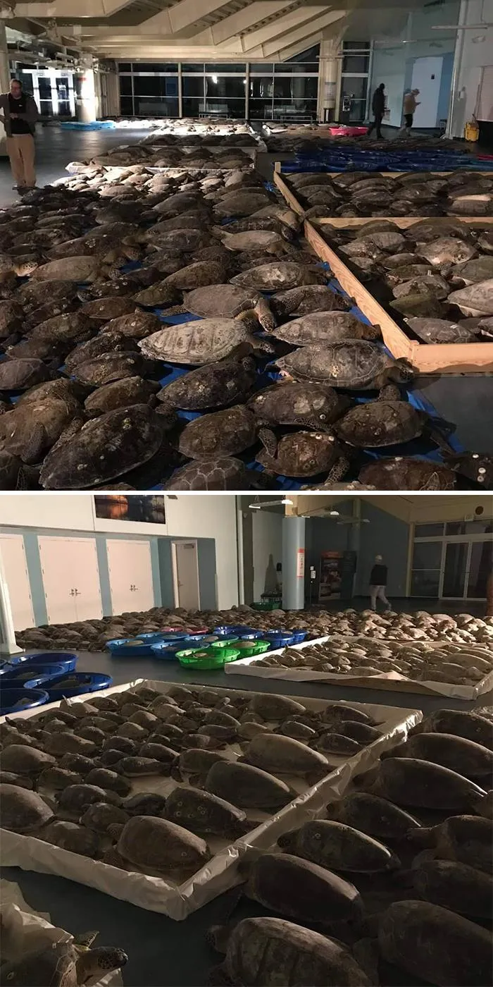 En Texas están resguardando a todo tipo de animales para protegerlos de la ola de frío (19 fotos)
