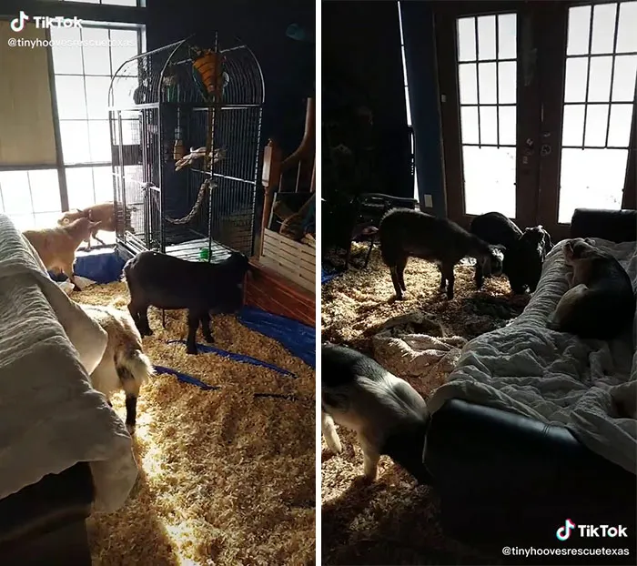En Texas están resguardando a todo tipo de animales para protegerlos de la ola de frío (19 fotos)