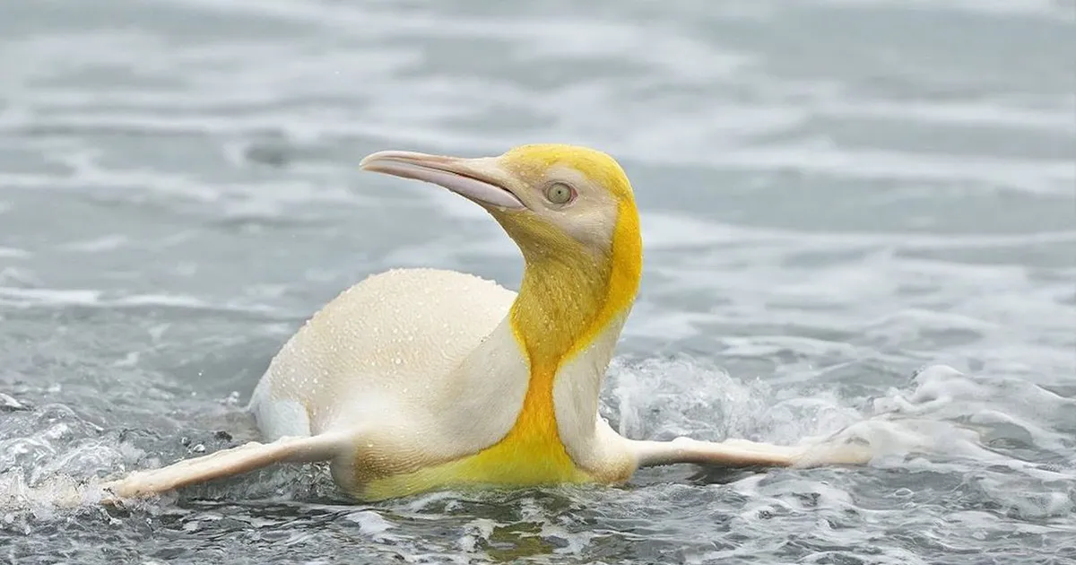 Este fotógrafo de fauna retrató a un pingüino amarillo, algo "nunca visto", ya que solo se da 1 caso entre cada 146000