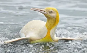 Wildlife Photographer Captures A ‘Never Before Seen’ 1-In-146k Yellow Penguin