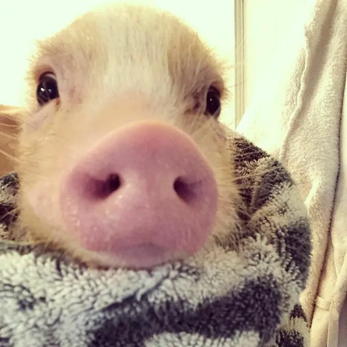 Woman Takes In Neglected Animals No One Wants, No Matter Their Species, And Has Already Saved Nearly 200