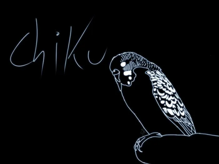 My Friend's Bird Chiku