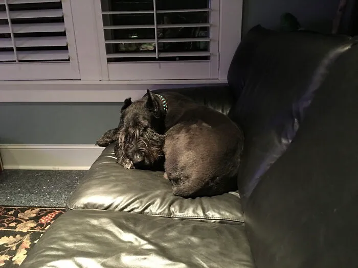 I’m A Tiny Dog... I Think