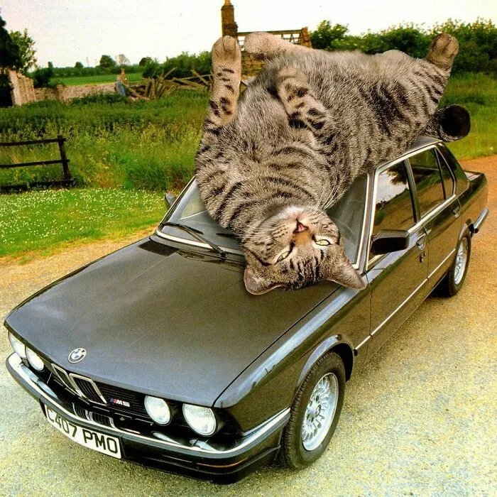 This Artist Uses Photoshop To Create Surreal Giant Cat Landscapes, Here Are His Best 30 Edits
