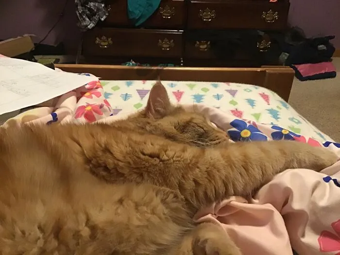 My Cat Ernie Is Mine