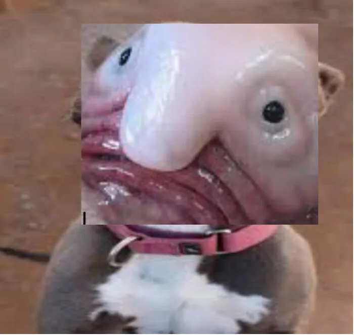 Blob Dog