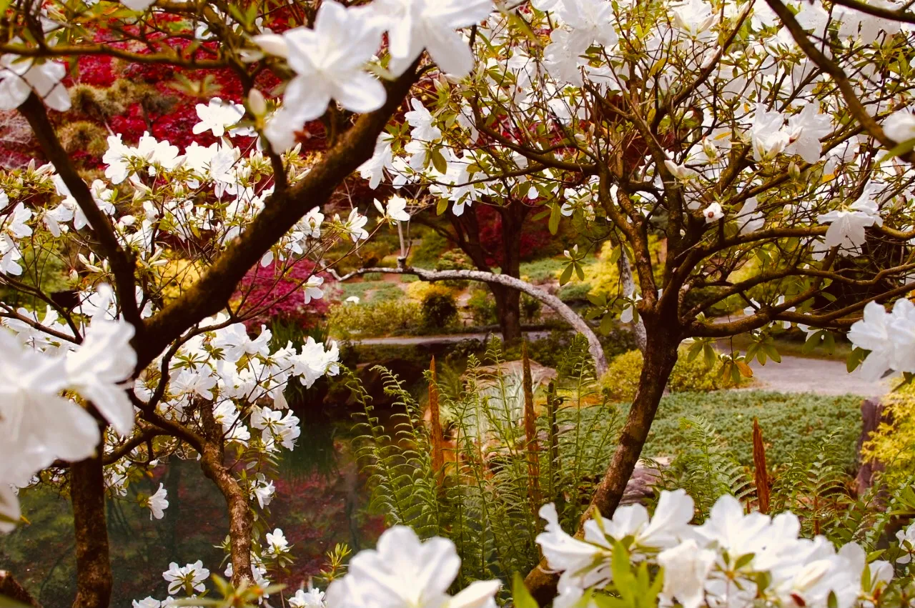Some Photography I Did Of My Cat And The Local Garden