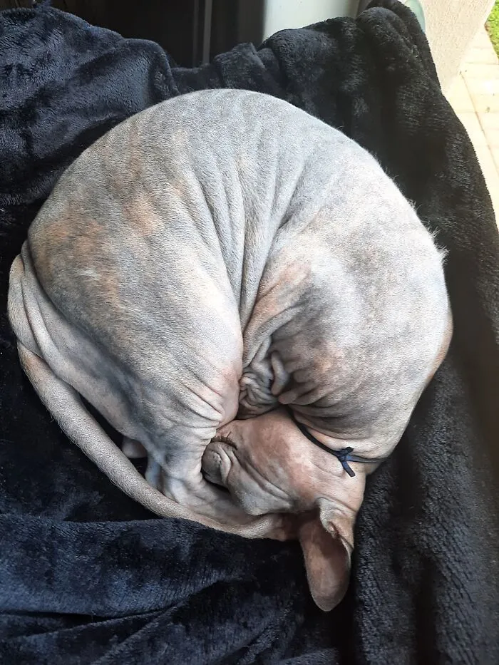 Taking A Nap