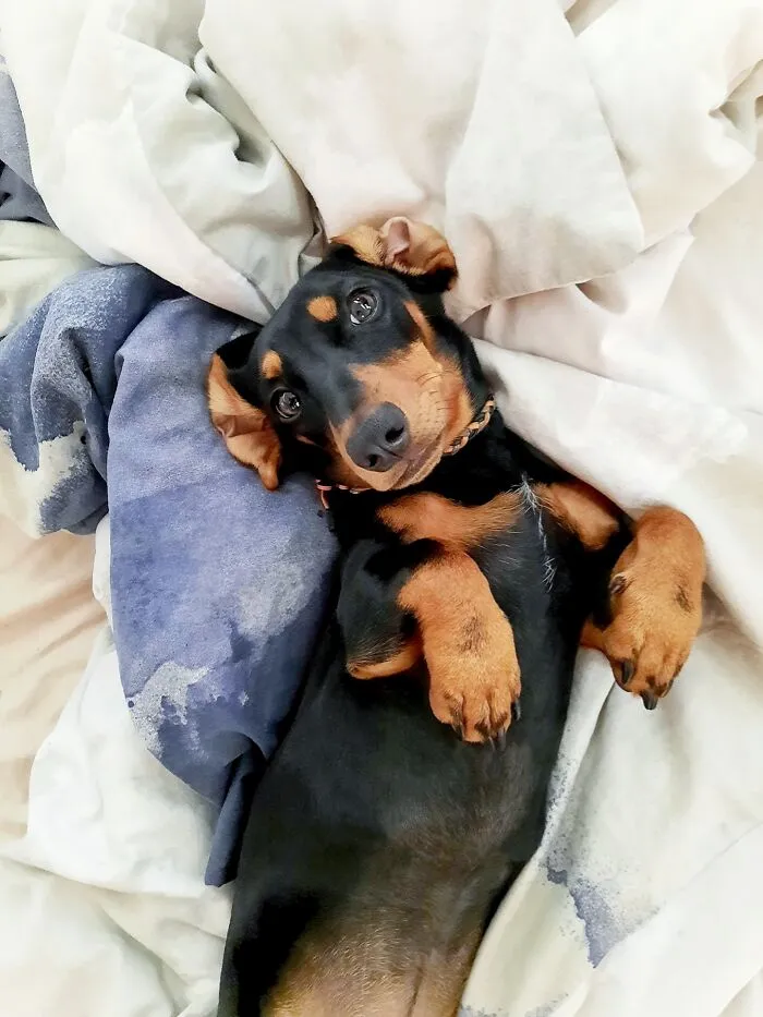 Lazy Noodle