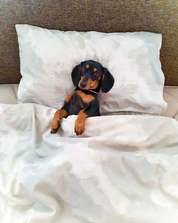 Sleepy Noodle