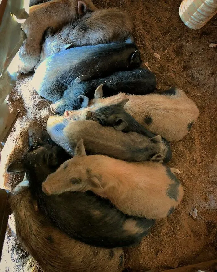 Woman Takes In Neglected Animals No One Wants, No Matter Their Species, And Has Already Saved Nearly 200