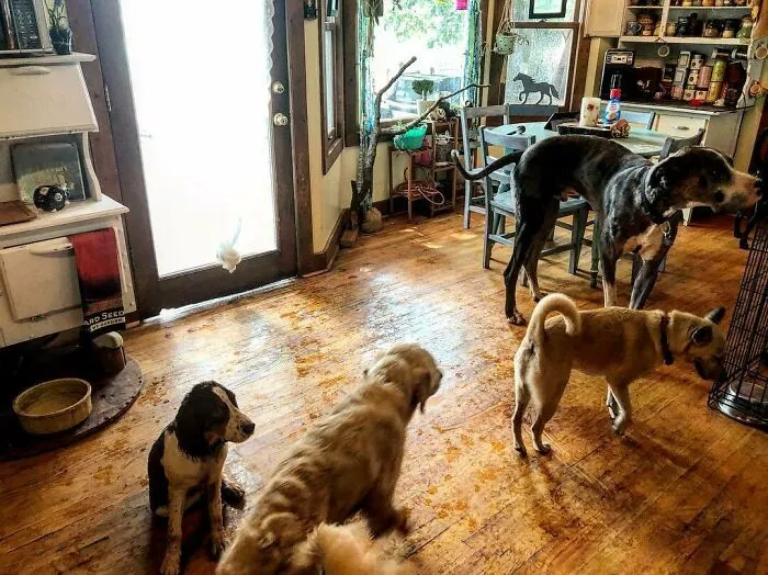 Woman Takes In Neglected Animals No One Wants, No Matter Their Species, And Has Already Saved Nearly 200