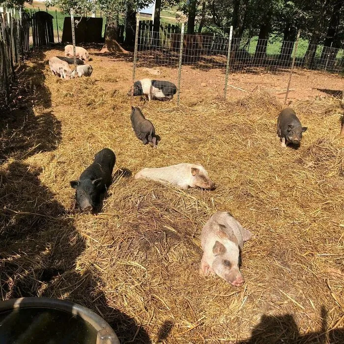 Woman Takes In Neglected Animals No One Wants, No Matter Their Species, And Has Already Saved Nearly 200