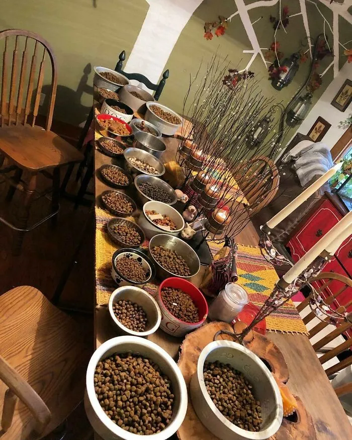 Woman Takes In Neglected Animals No One Wants, No Matter Their Species, And Has Already Saved Nearly 200