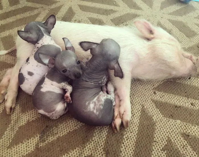 Woman Takes In Neglected Animals No One Wants, No Matter Their Species, And Has Already Saved Nearly 200