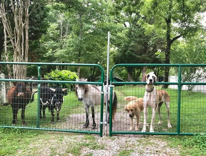 Woman Takes In Neglected Animals No One Wants, No Matter Their Species, And Has Already Saved Nearly 200